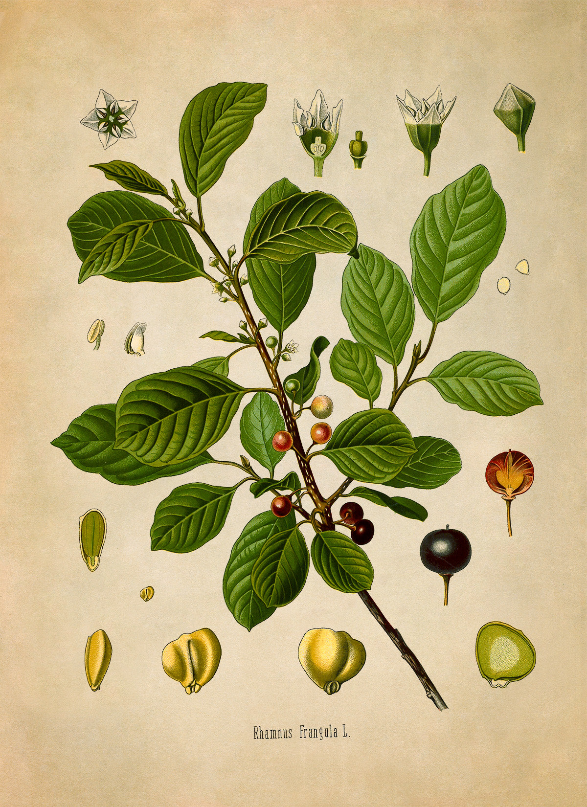 Alder Buckthorn Plant Botanical Illustration Print, MOBO170