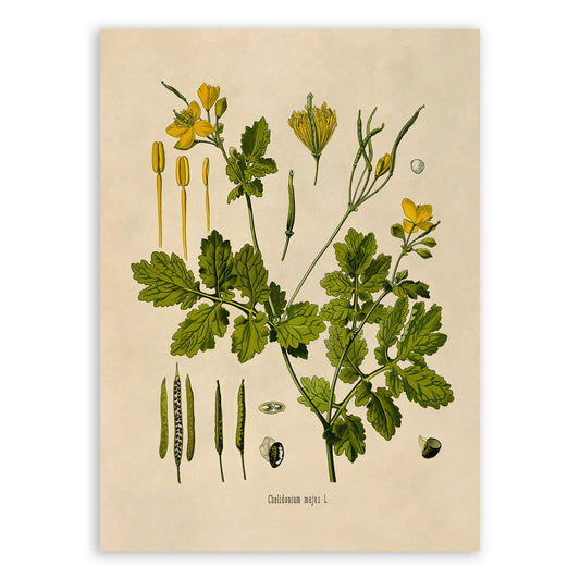 Greater Celandine Flower Botanical Illustration Print, MOBO171