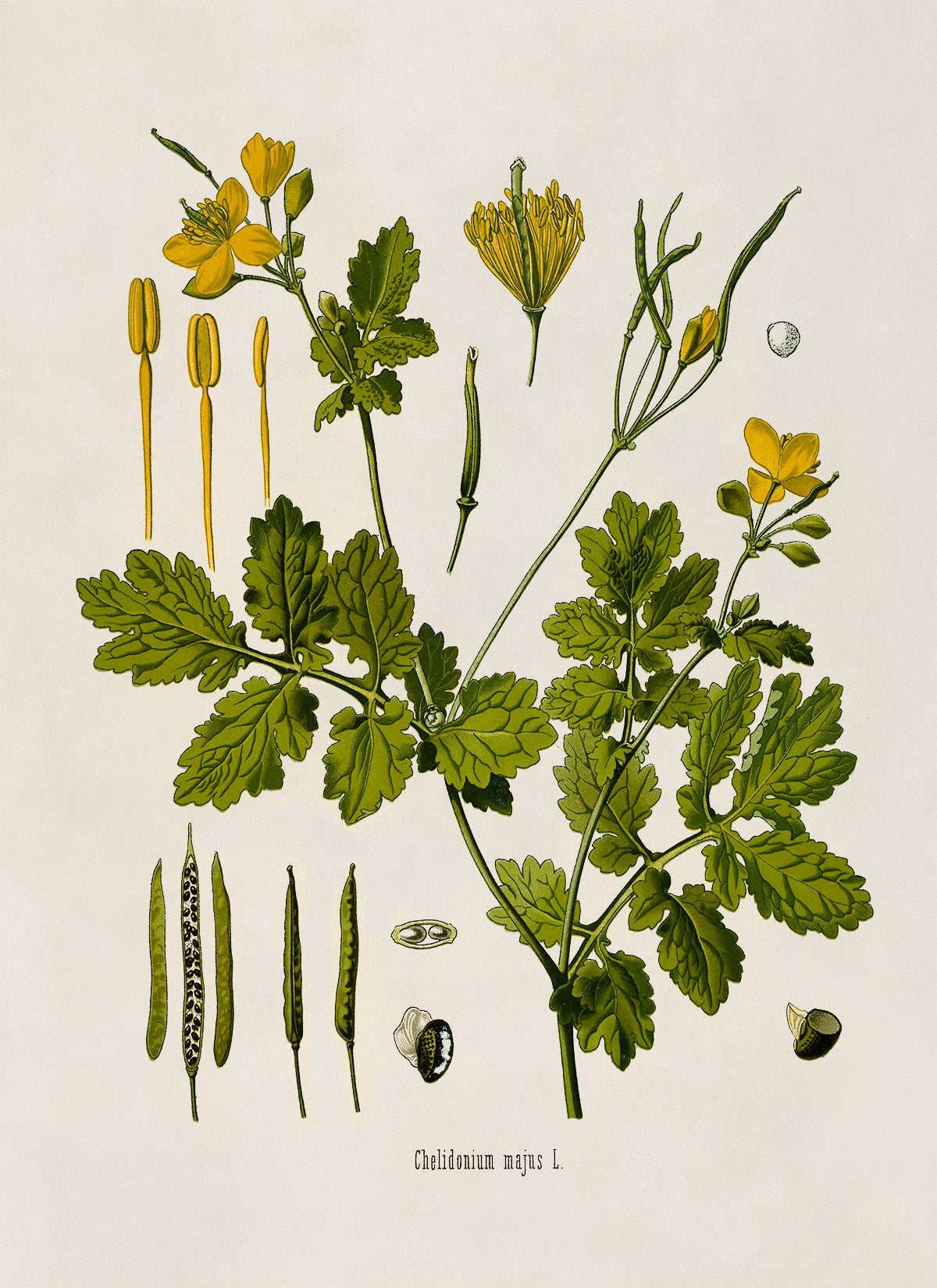 Greater Celandine Flower Botanical Illustration Print, MOBO171