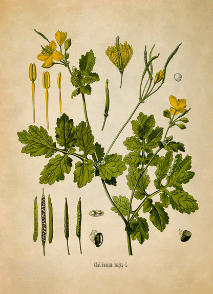 Greater Celandine Flower Botanical Illustration Print, MOBO171