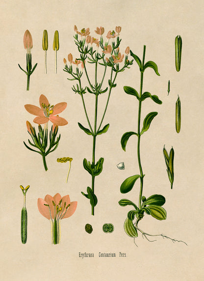 Common Centaury Flower Botanical Illustration Print, MOBO172