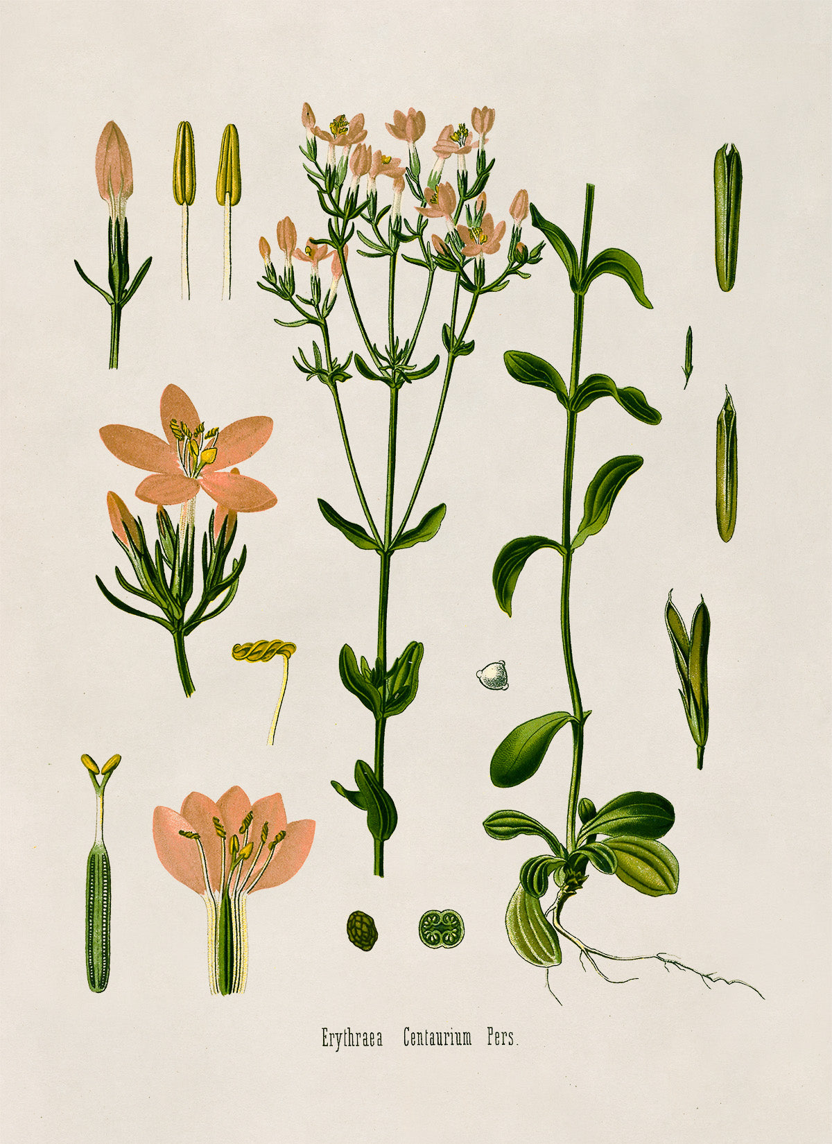 Common Centaury Flower Botanical Illustration Print, MOBO172