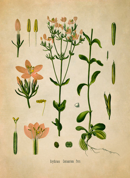 Common Centaury Flower Botanical Illustration Print, MOBO172