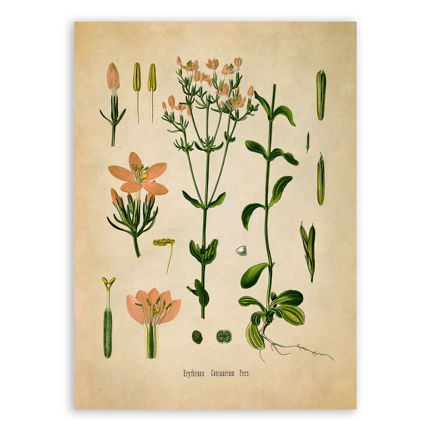 Common Centaury Flower Botanical Illustration Print, MOBO172