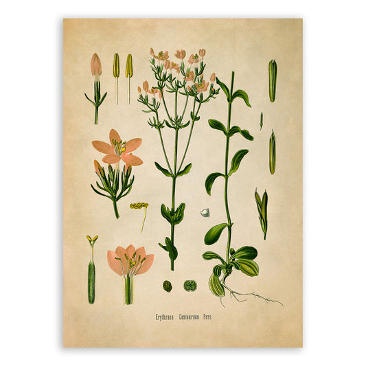 Common Centaury Flower Botanical Illustration Print, MOBO172