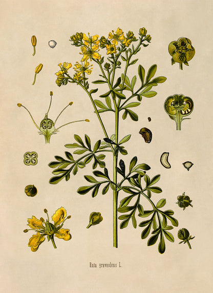 Rue Plant Botanical Illustration Print, MOBO173