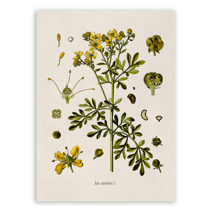 Rue Plant Botanical Illustration Print, MOBO173