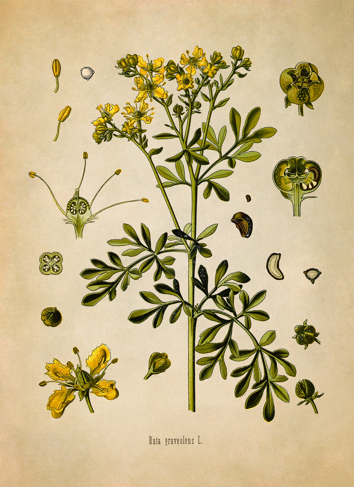 Rue Plant Botanical Illustration Print, MOBO173