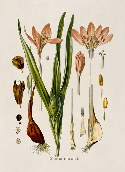 Autumn Crocus Poisonous Flower Botanical Illustration Print, MOBO174