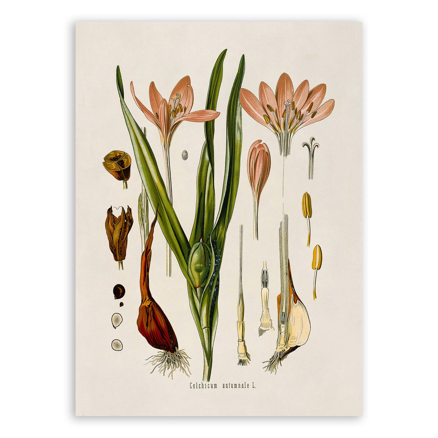 Autumn Crocus Poisonous Flower Botanical Illustration Print, MOBO174