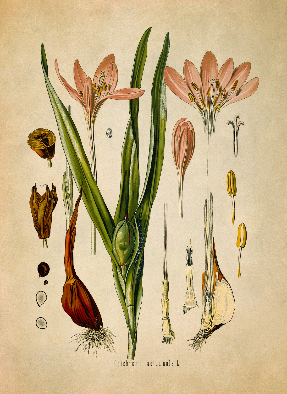 Autumn Crocus Poisonous Flower Botanical Illustration Print, MOBO174