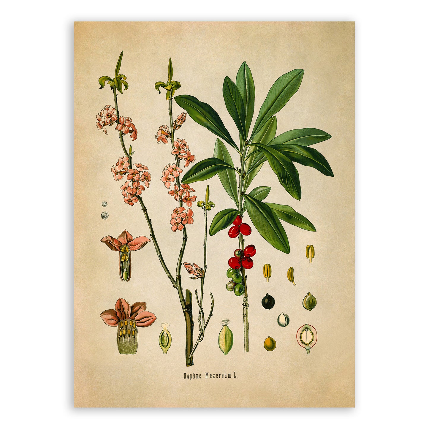 February Daphne Flower Botanical Illustration Print, MOBO175