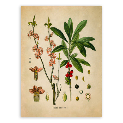 February Daphne Flower Botanical Illustration Print, MOBO175