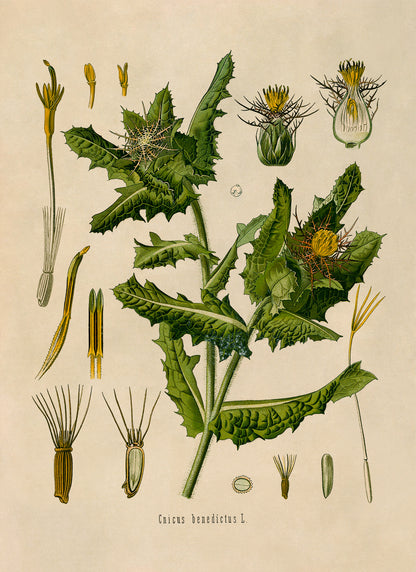 St. Benedict's Thistle Plant Botanical Illustration Print, MOBO176