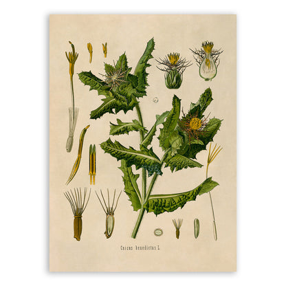 St. Benedict's Thistle Plant Botanical Illustration Print, MOBO176