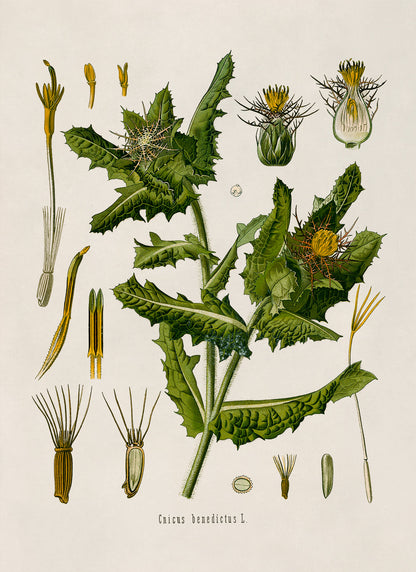 St. Benedict's Thistle Plant Botanical Illustration Print, MOBO176