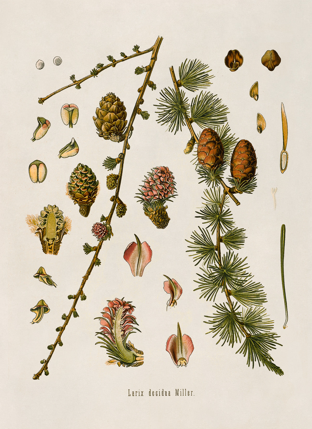 European Larch Tree Botanical Illustration Print, MOBO177