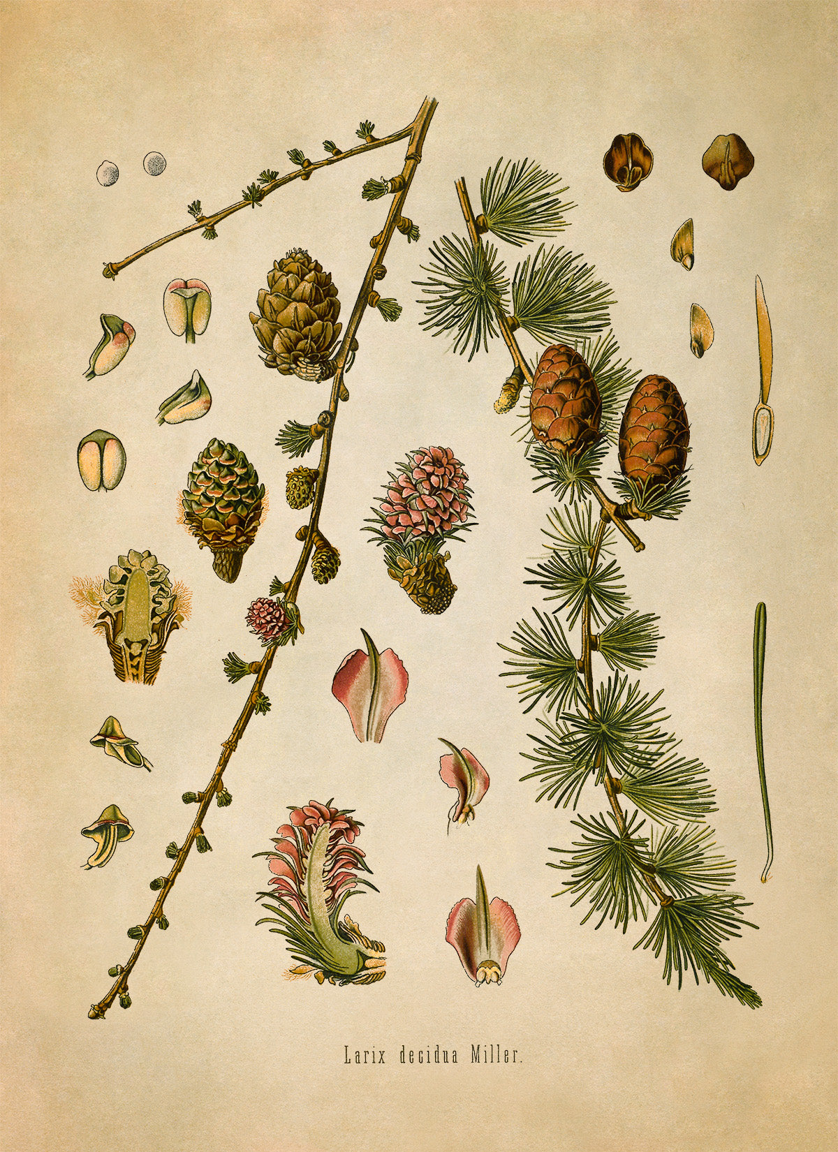 European Larch Tree Botanical Illustration Print, MOBO177