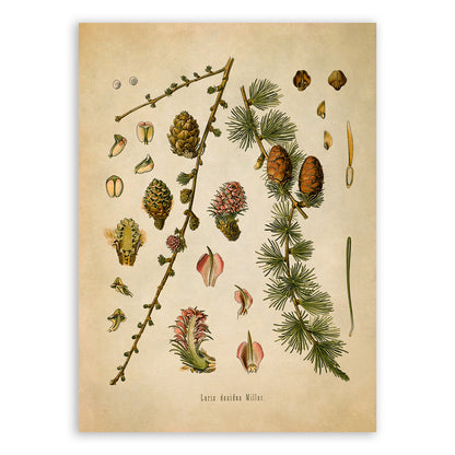 European Larch Tree Botanical Illustration Print, MOBO177