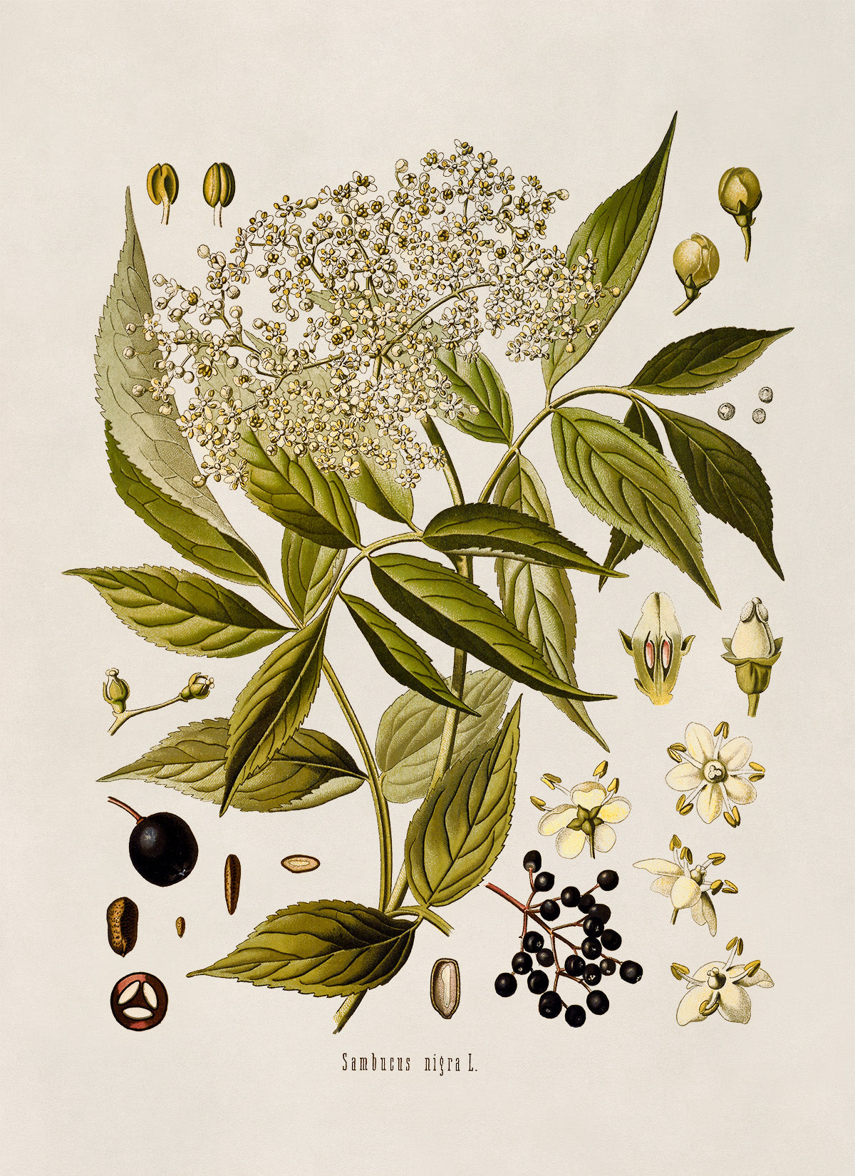 Elderberry Plant Botanical Illustration Print, MOBO178