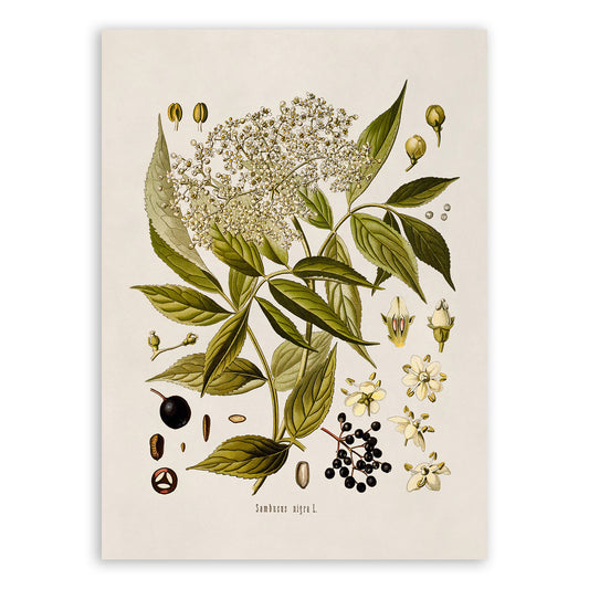 Elderberry Plant Botanical Illustration Print, MOBO178