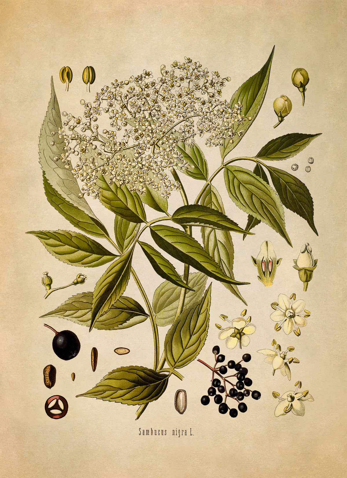 Elderberry Plant Botanical Illustration Print, MOBO178