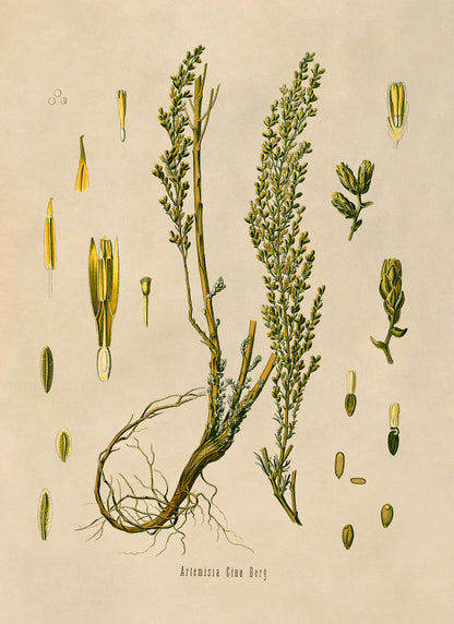 Santonica Plant Botanical Illustration Print, MOBO179