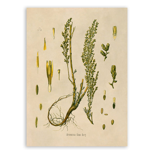 Santonica Plant Botanical Illustration Print, MOBO179