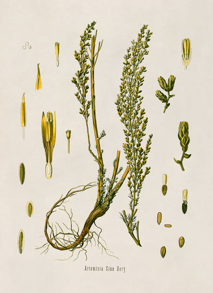 Santonica Plant Botanical Illustration Print, MOBO179