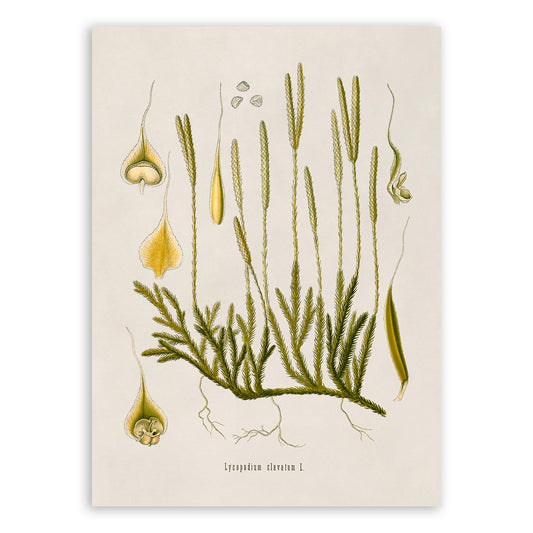 Clubmoss Plant Botanical Illustration Print, MOBO180