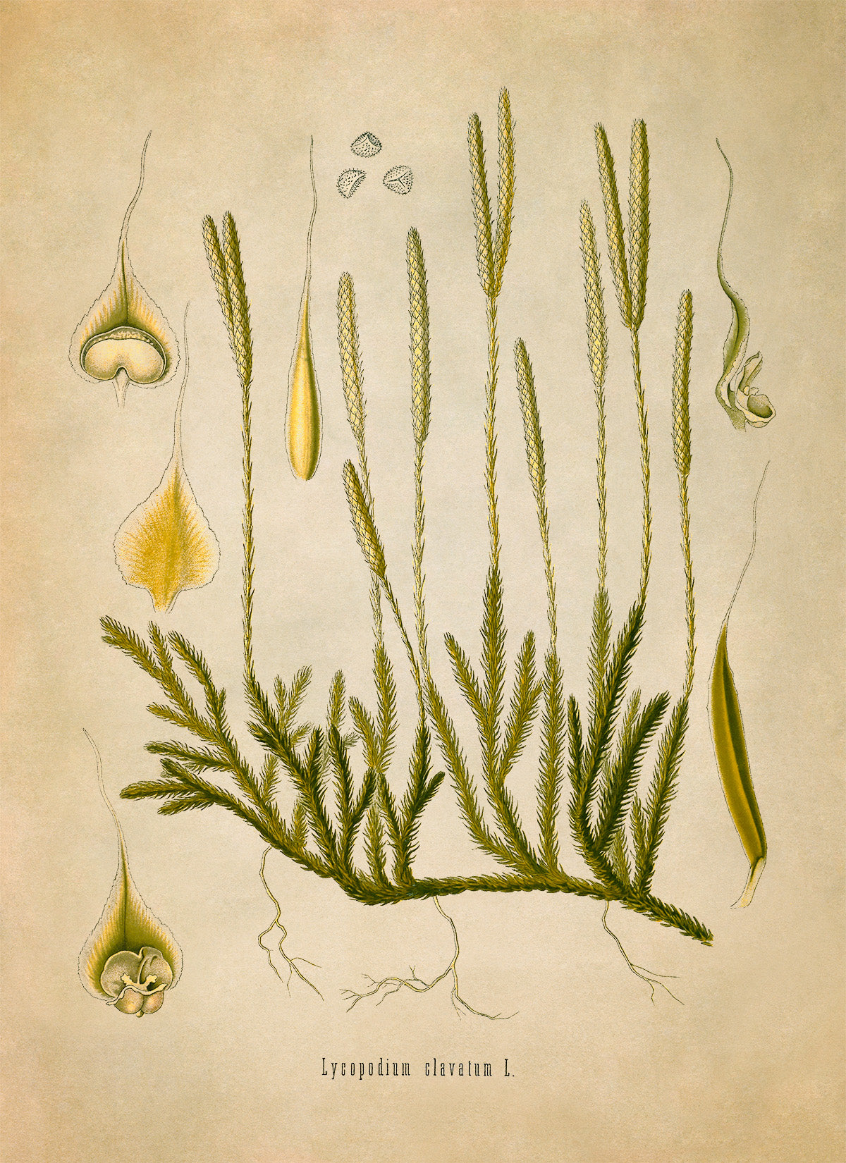 Clubmoss Plant Botanical Illustration Print, MOBO180