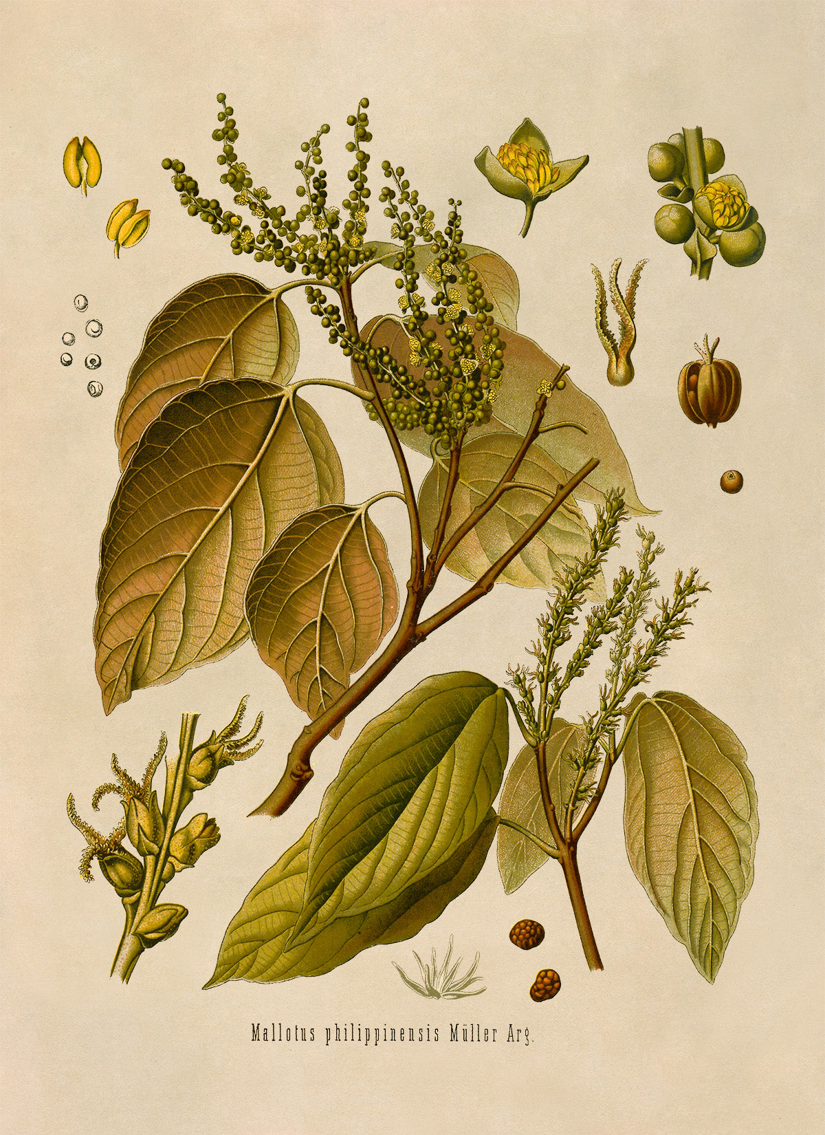 Kamala Tree Botanical Illustration Print, MOBO181