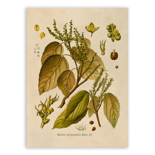 Kamala Tree Botanical Illustration Print, MOBO181