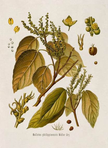 Kamala Tree Botanical Illustration Print, MOBO181