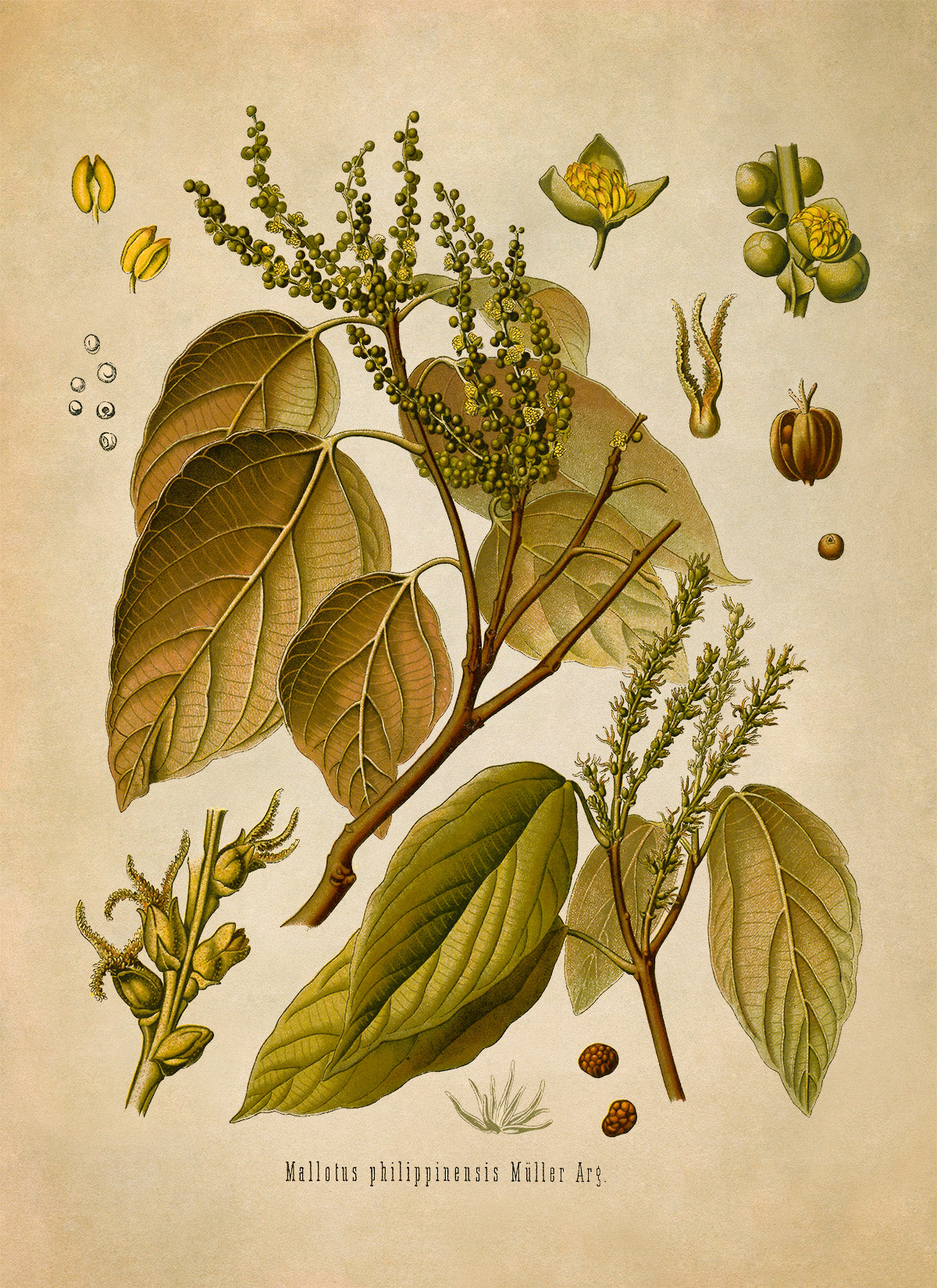 Kamala Tree Botanical Illustration Print, MOBO181