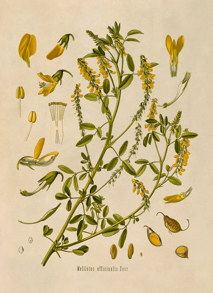 Yellow Sweet Clover Plant Botanical Illustration Print, MOBO182