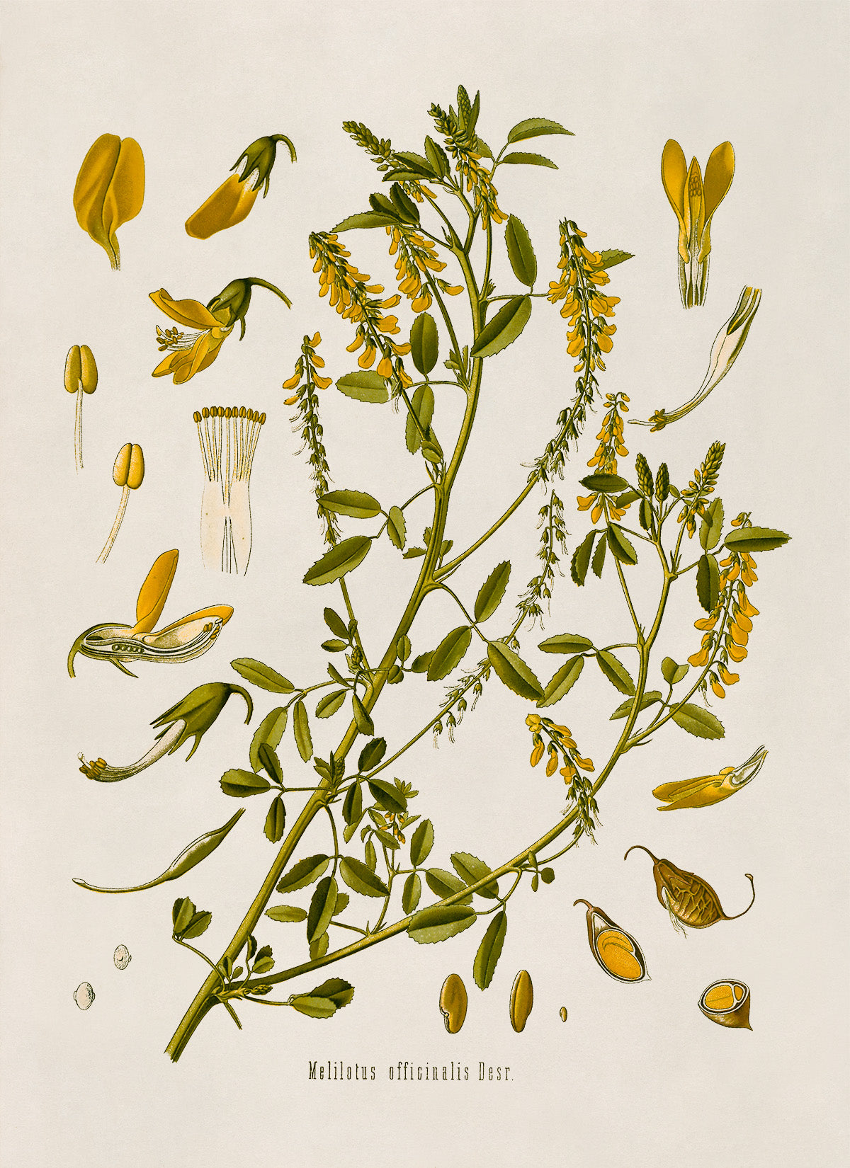 Yellow Sweet Clover Plant Botanical Illustration Print, MOBO182