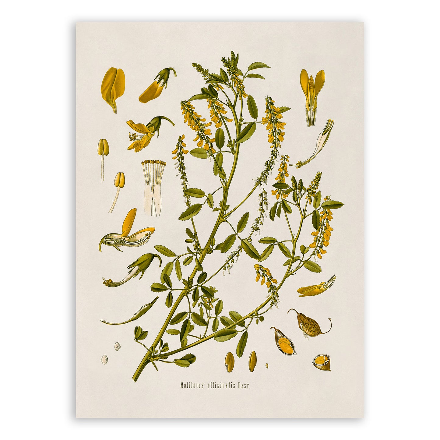 Yellow Sweet Clover Plant Botanical Illustration Print, MOBO182