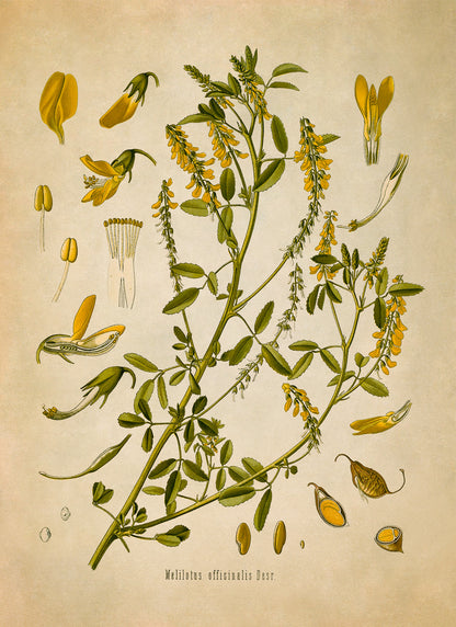 Yellow Sweet Clover Plant Botanical Illustration Print, MOBO182