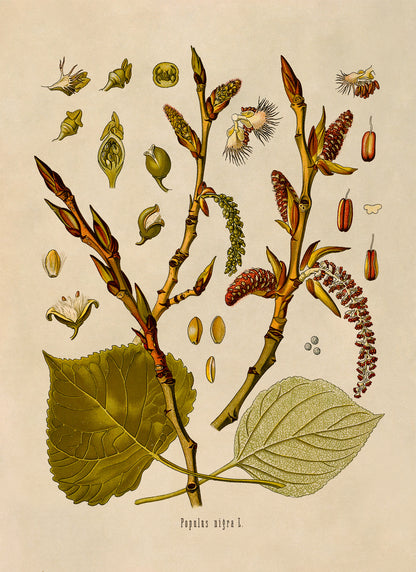 Black Poplar Tree Botanical Illustration Print, MOBO183