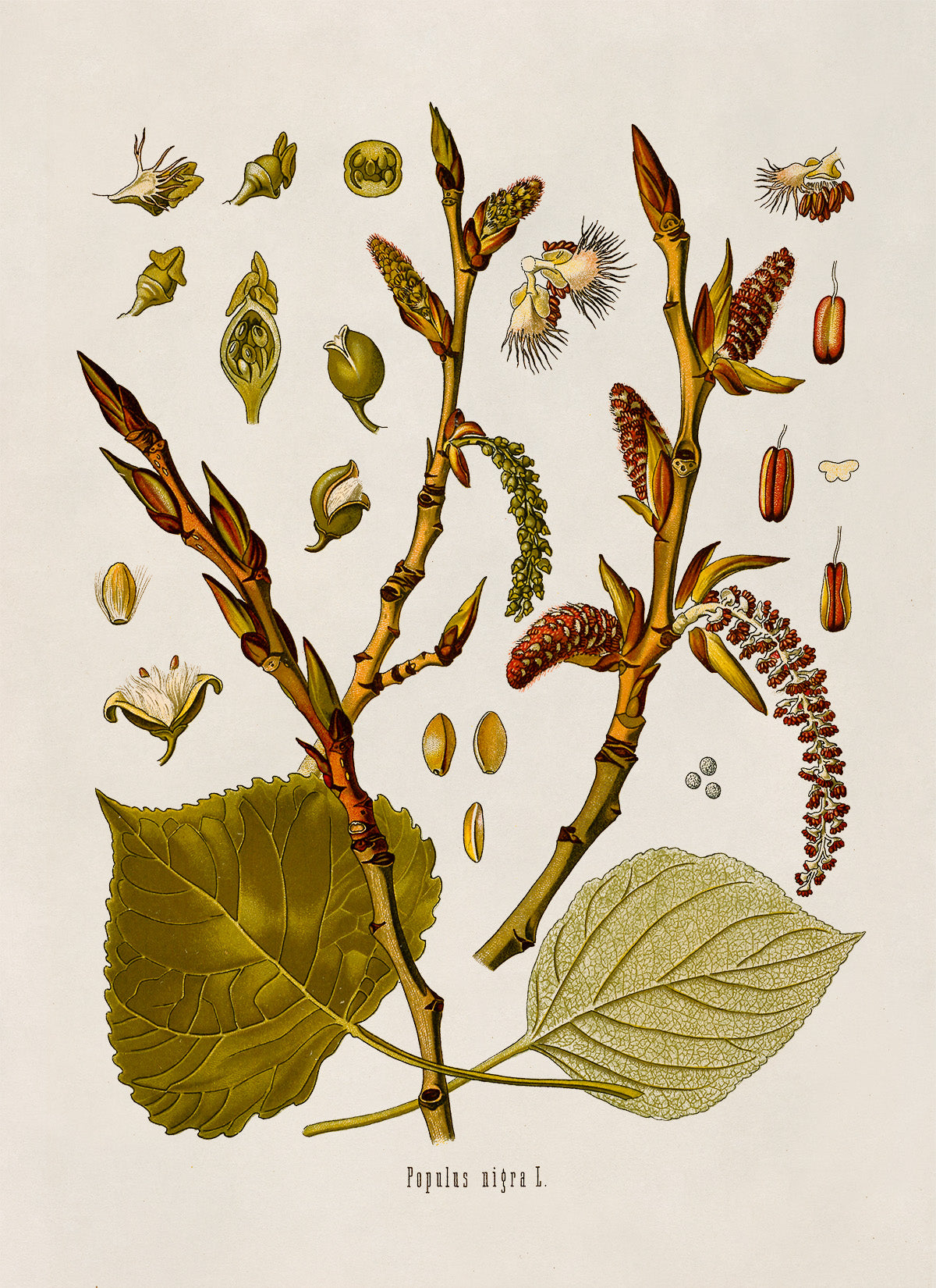 Black Poplar Tree Botanical Illustration Print, MOBO183