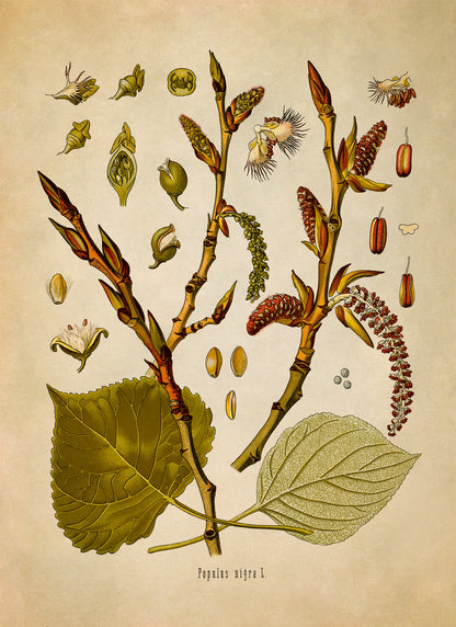 Black Poplar Tree Botanical Illustration Print, MOBO183