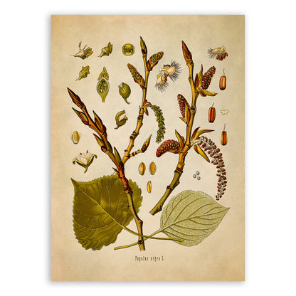 Black Poplar Tree Botanical Illustration Print, MOBO183