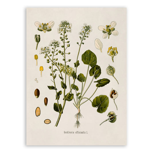 Scurvy Grass Plant Botanical Illustration Print, MOBO184