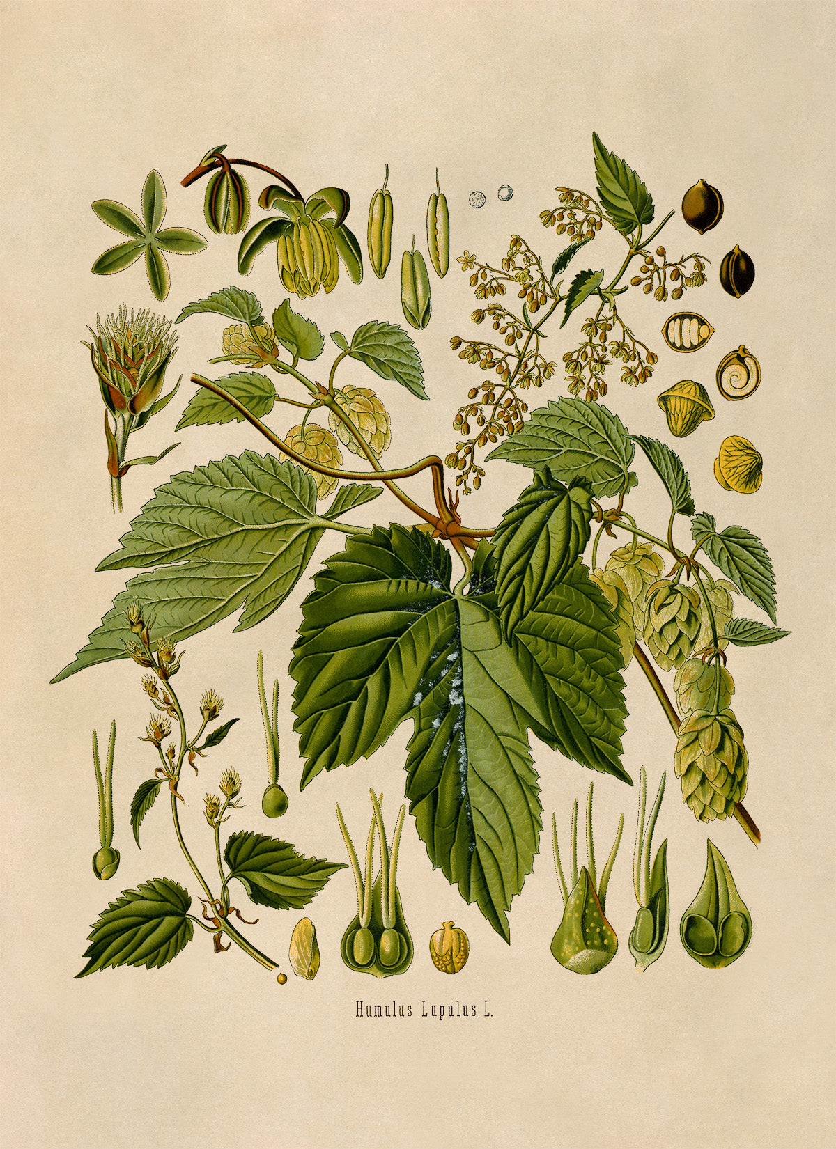 Hops Plant Botanical Illustration Print, MOBO185