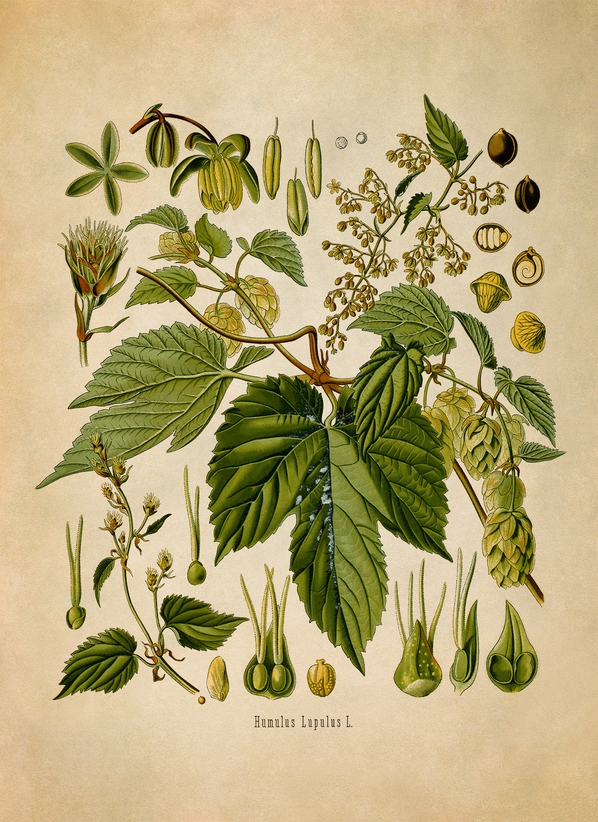 Hops Plant Botanical Illustration Print, MOBO185