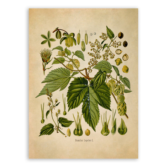 Hops Plant Botanical Illustration Print, MOBO185