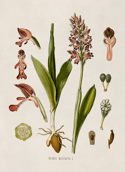 Military Orchid Plant Botanical Illustration Print, MOBO186