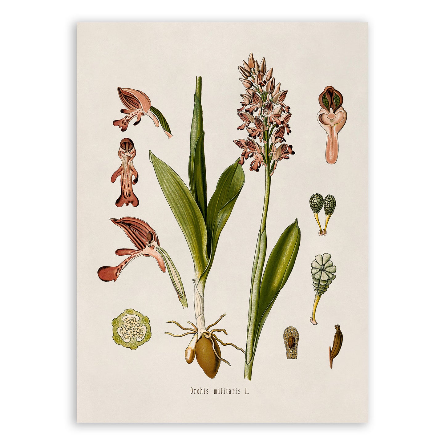 Military Orchid Plant Botanical Illustration Print, MOBO186