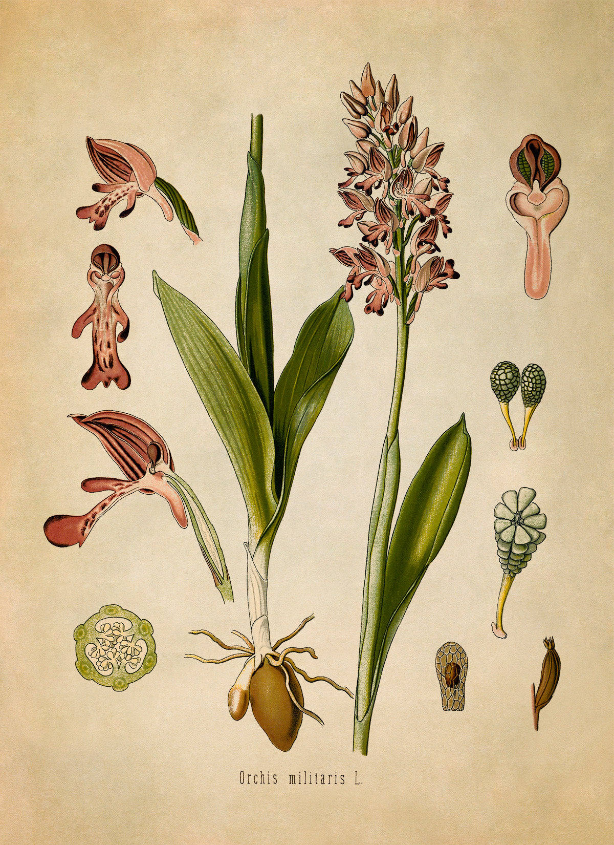 Military Orchid Plant Botanical Illustration Print, MOBO186